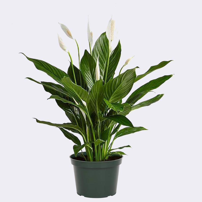 Spathiphyllum Lirio de la Paz: Cuidados y Comprar Online