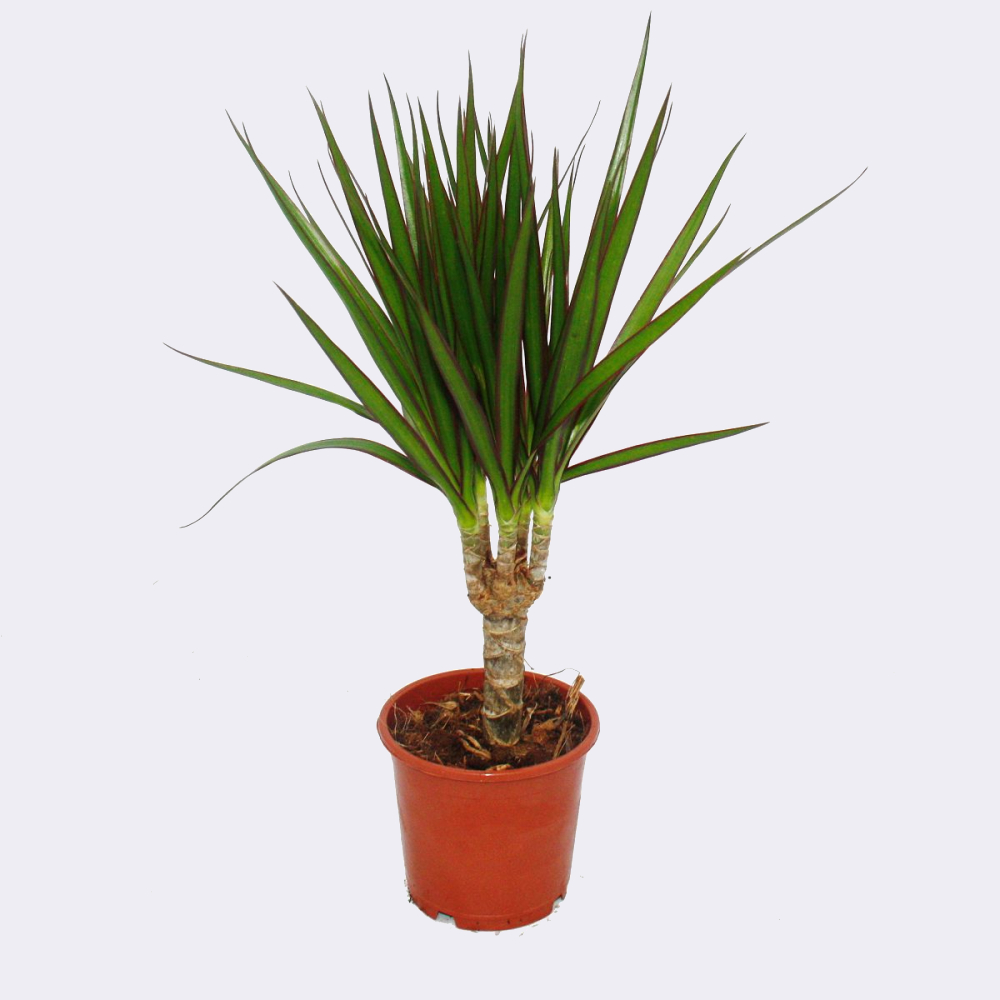 Dracaena Marginata Drácena Árbol Dragón Cuidados y Comprar