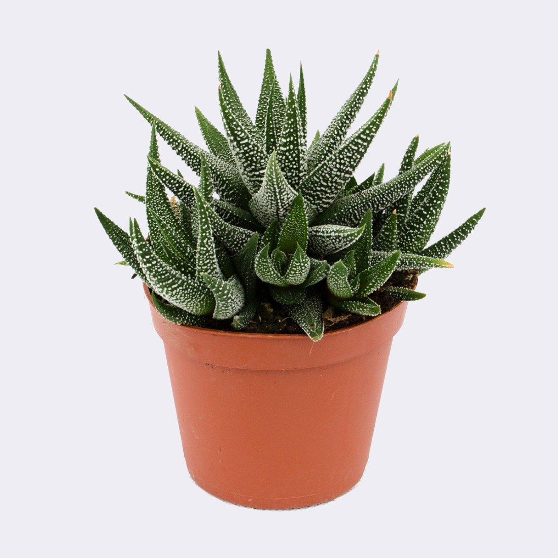 Plantas de cactus naturales en venta