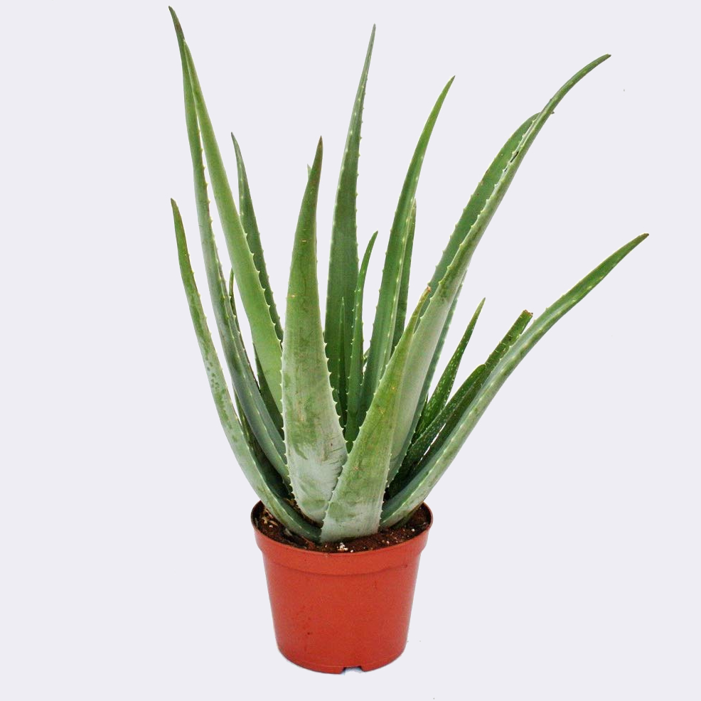 Conciso Escéptico Sucio Aloe Vera Planta Cuidados y Comprar Online Aloe Barbadensis