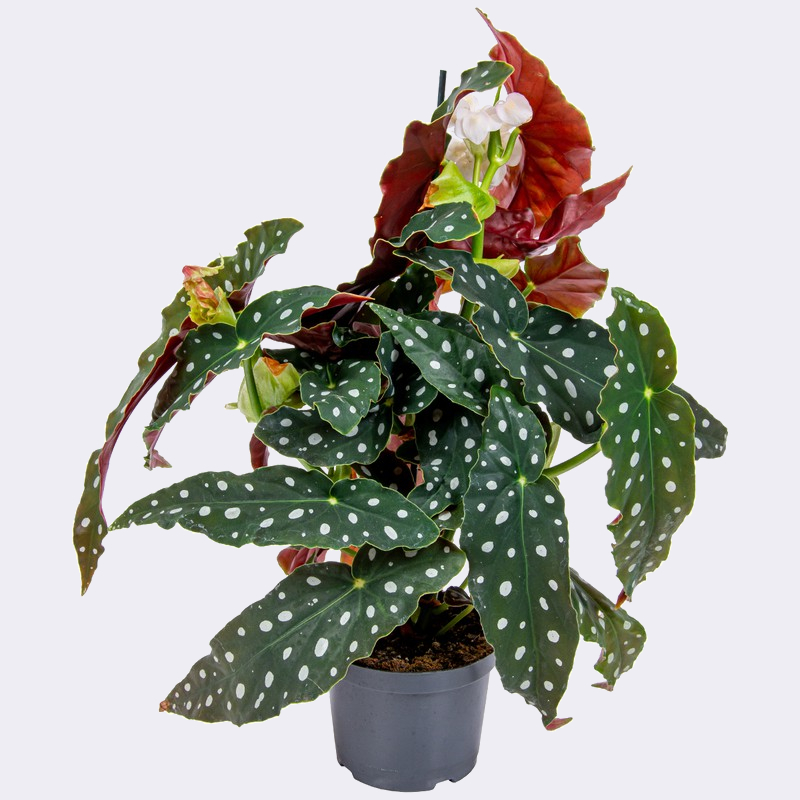 Begonia Maculata Wightii Planta Alas de Dragón o Alas de Ángel