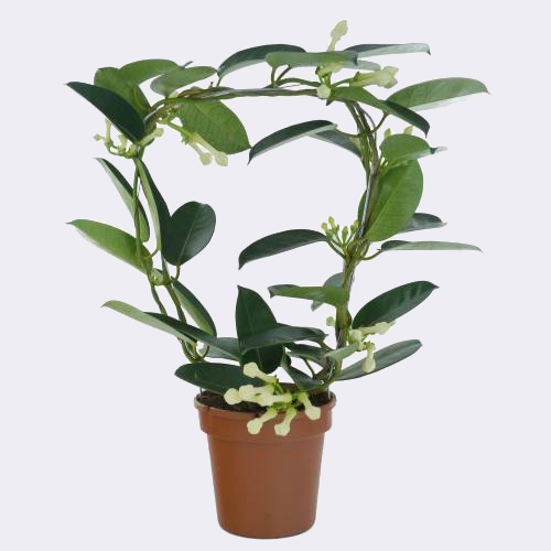 Jazmín de Madagascar Stephanotis Floribunda Comprar Online