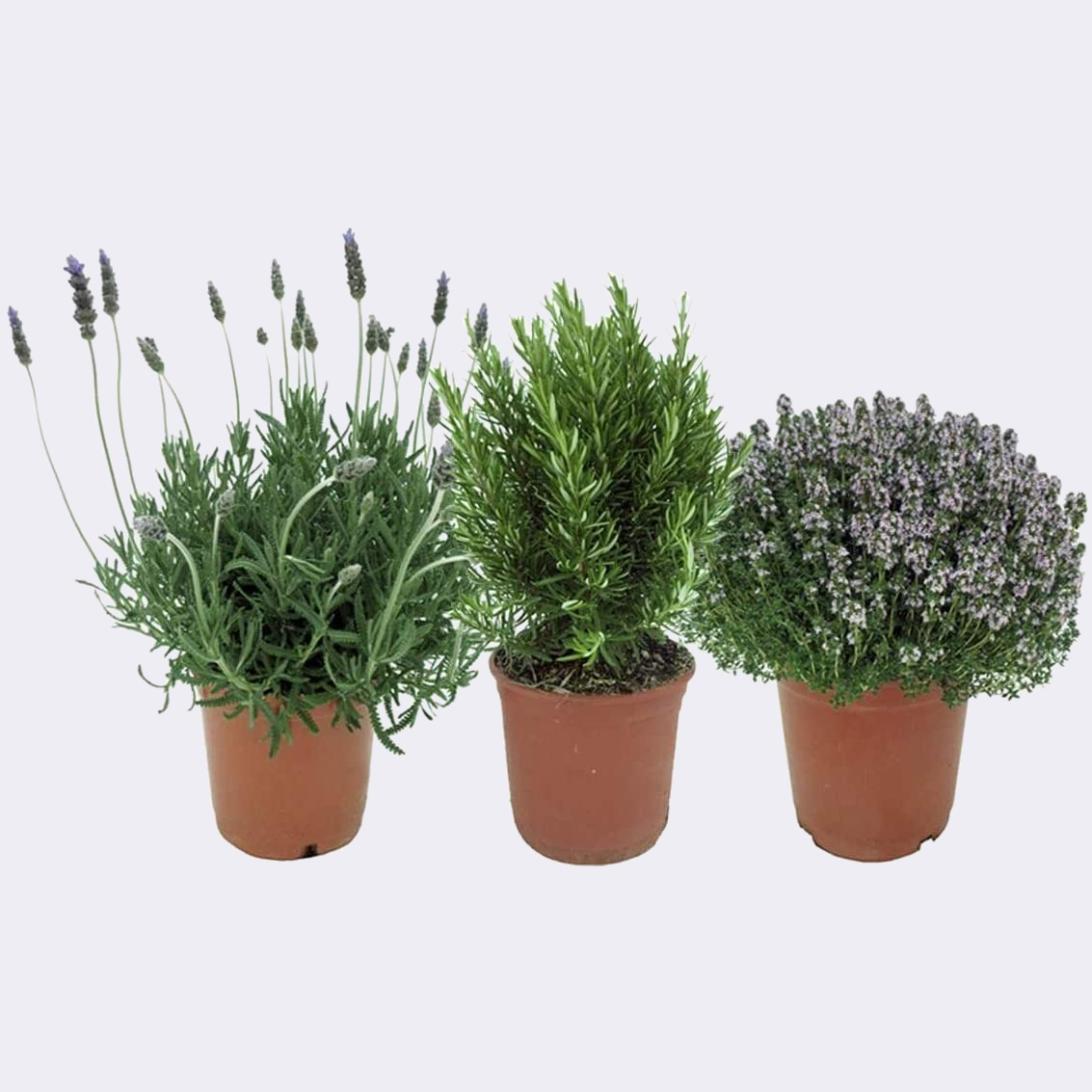 Pack de 3 Plantas Aromáticas: Lavanda + Romero + Tomillo