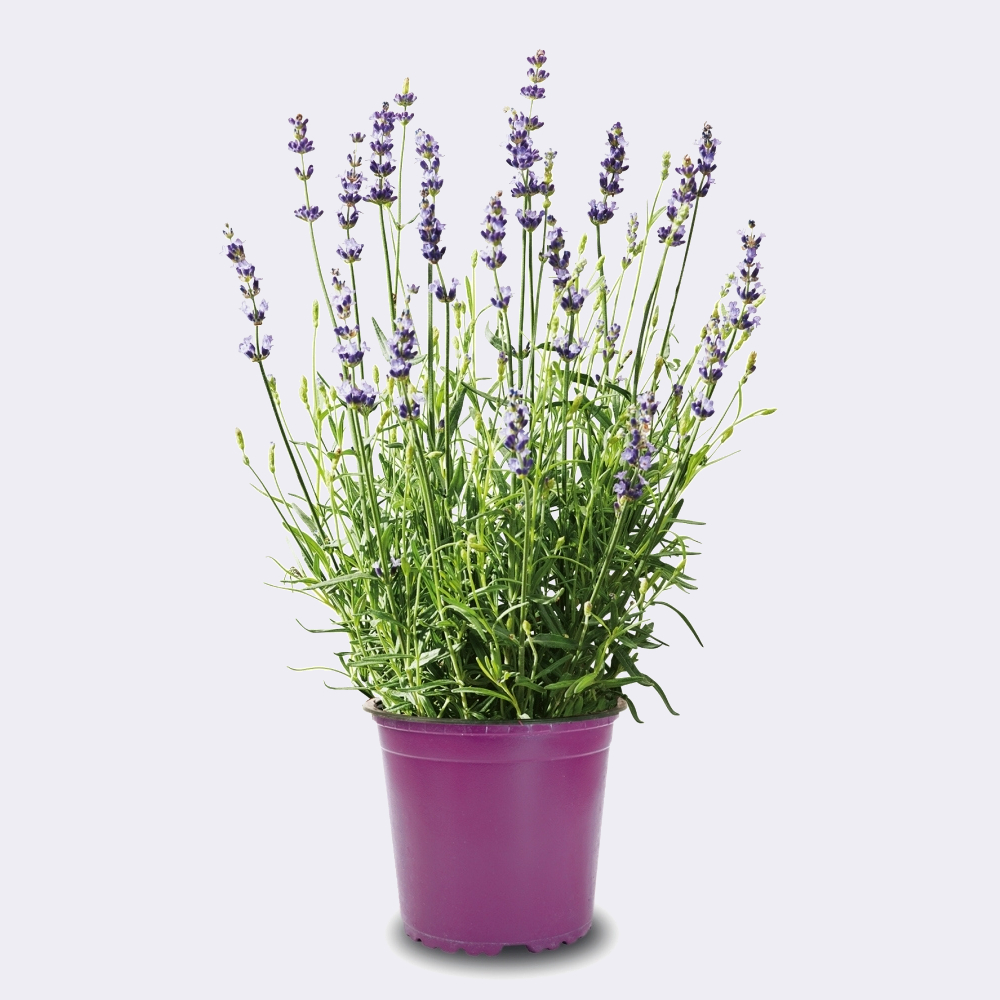 Lavanda Planta Natural - DECOALIVE