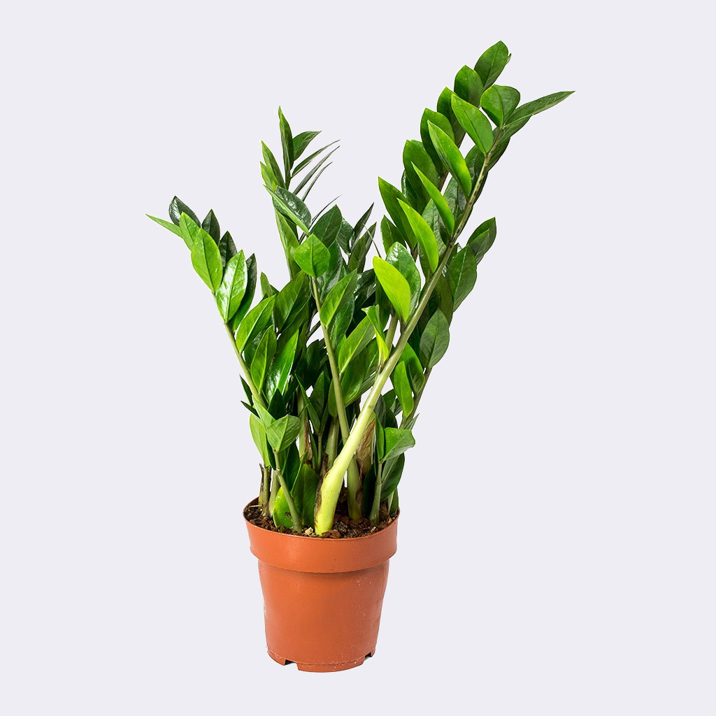 Zamioculcas Zamiifolia: Cuidados, Flor, Raven y Comprar Planta