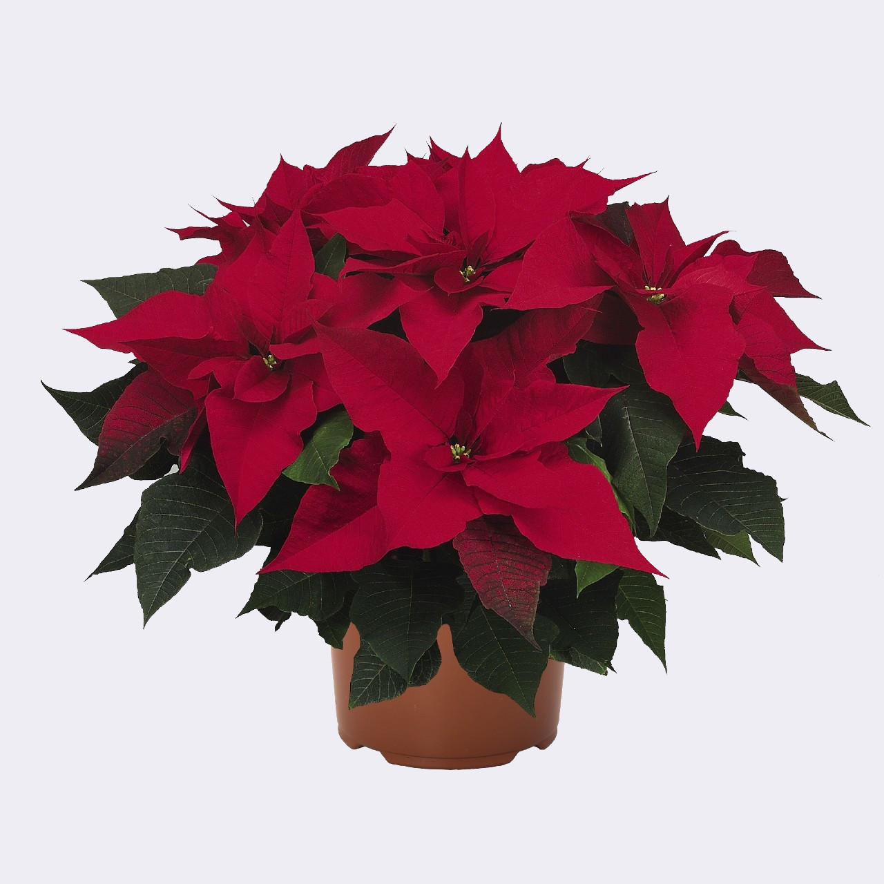 Aumentar esta ahí Por qué no Flor de Pascua Poinsettia Planta de la Navidad Cuidados y Comprar